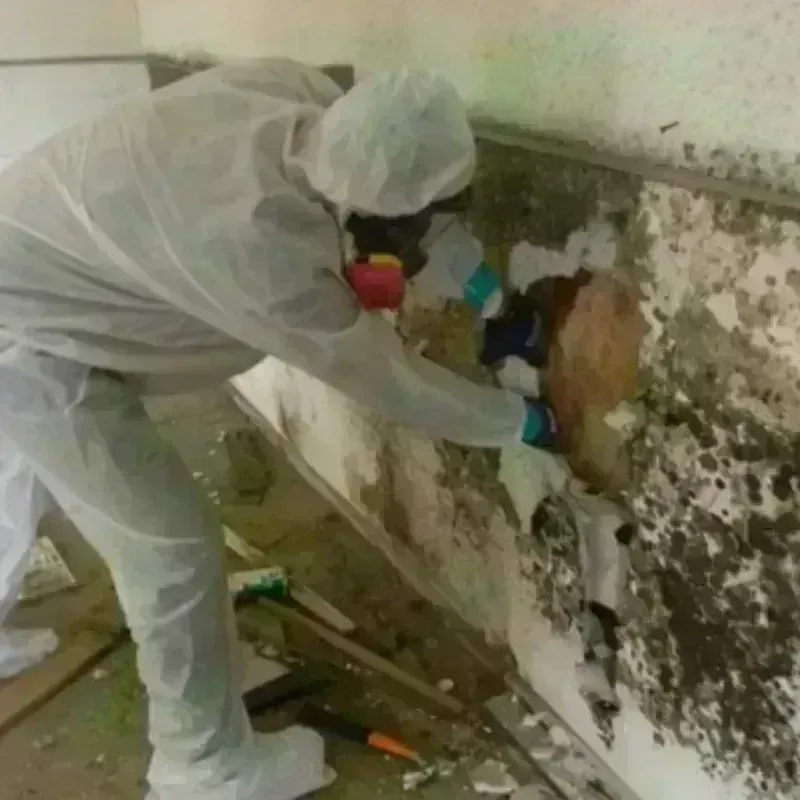 Mold Remediation and Removal in Strawberry Point, IA